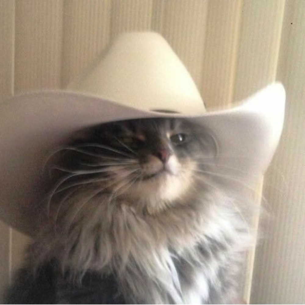 Meet your Posher, Cowboy Cat!
